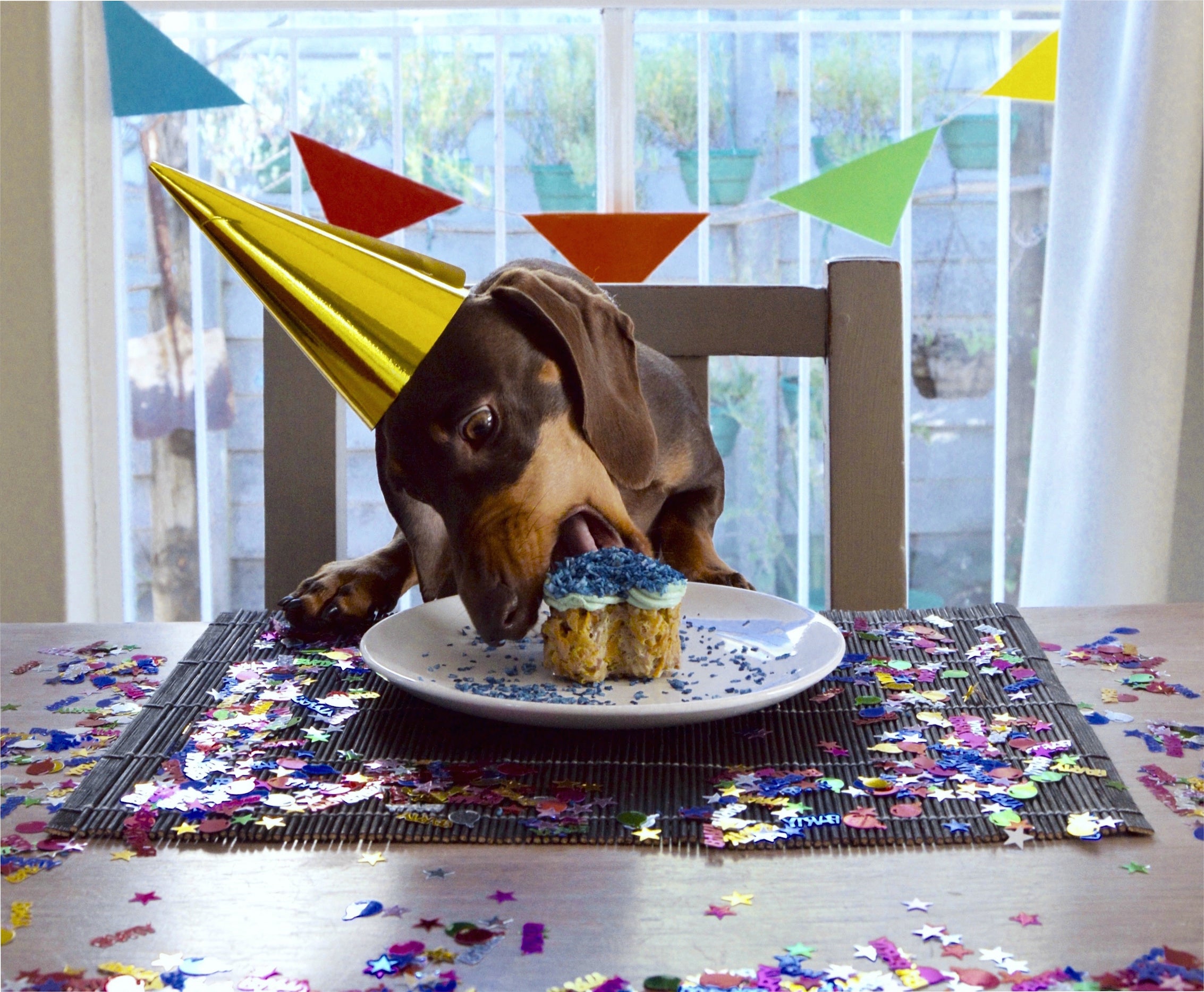 Dogs 10th Birthday Ideas Dogs 10th Birthday Ideas