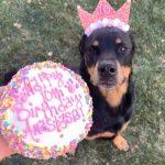 4" Jumbo Cupcake for Dogs