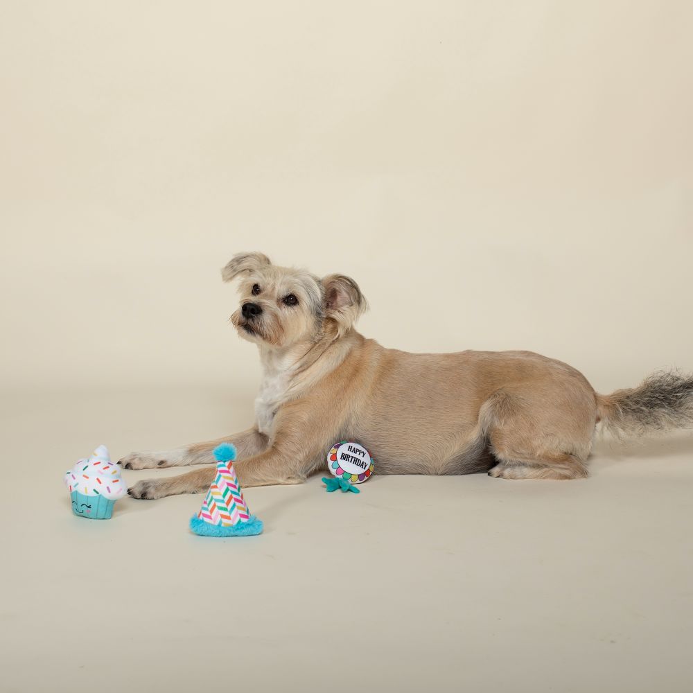 Birthday Dog 3pk for Small Dogs