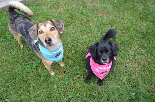 Birthday Bandanas - Limited Sizes!