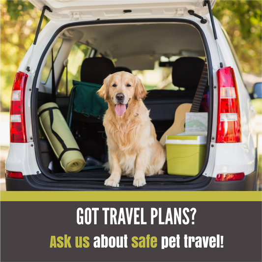 How We Can Help You Travel Safely with Your Pet