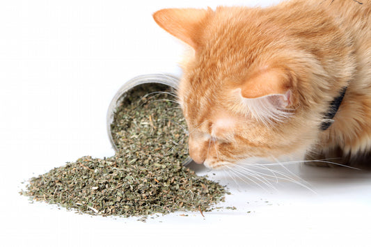 Is Catnip Bad for Dogs
