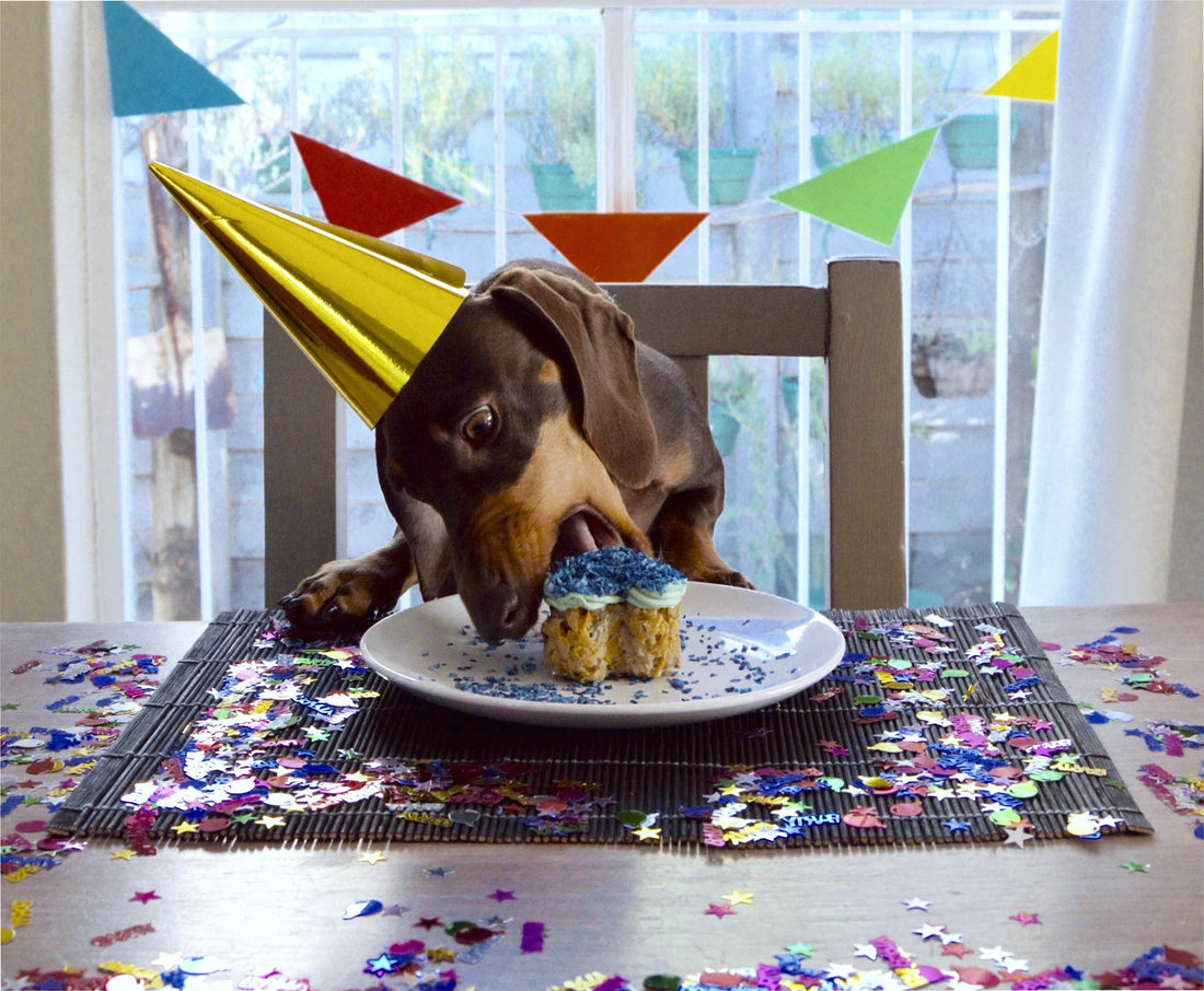 What To Serve Your Dog for Their Birthday