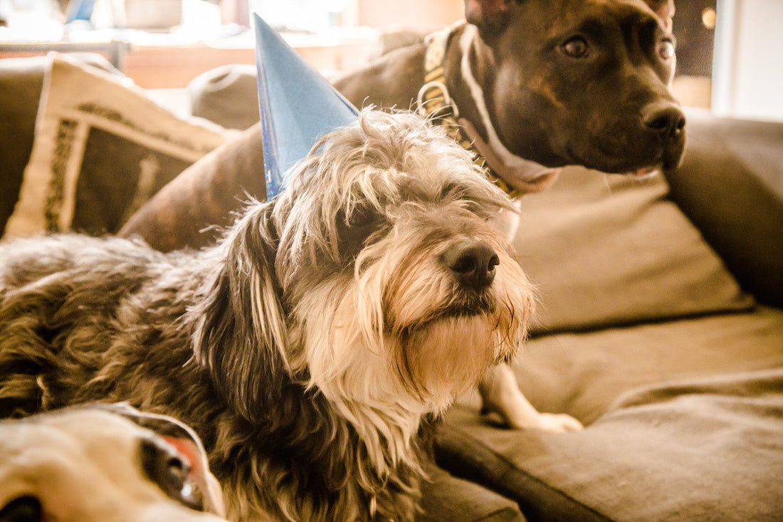 Dog Birthday Party Etiquette