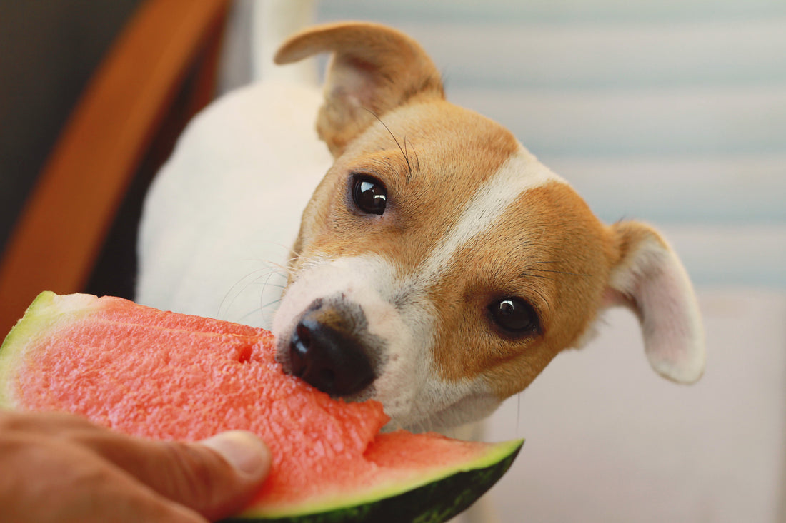 15 Dog Friendly Food Items
