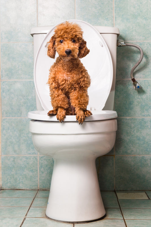 Pet Parent Hacks for Picking Up Poop