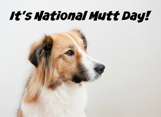 What is a Mutt? National Mutt Day