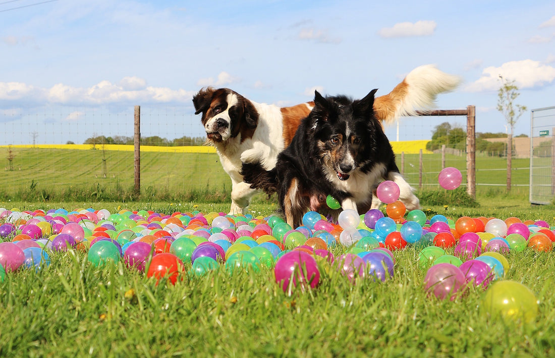 National Pet Day Party Ideas