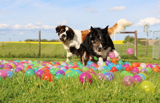 National Pet Day Party Ideas