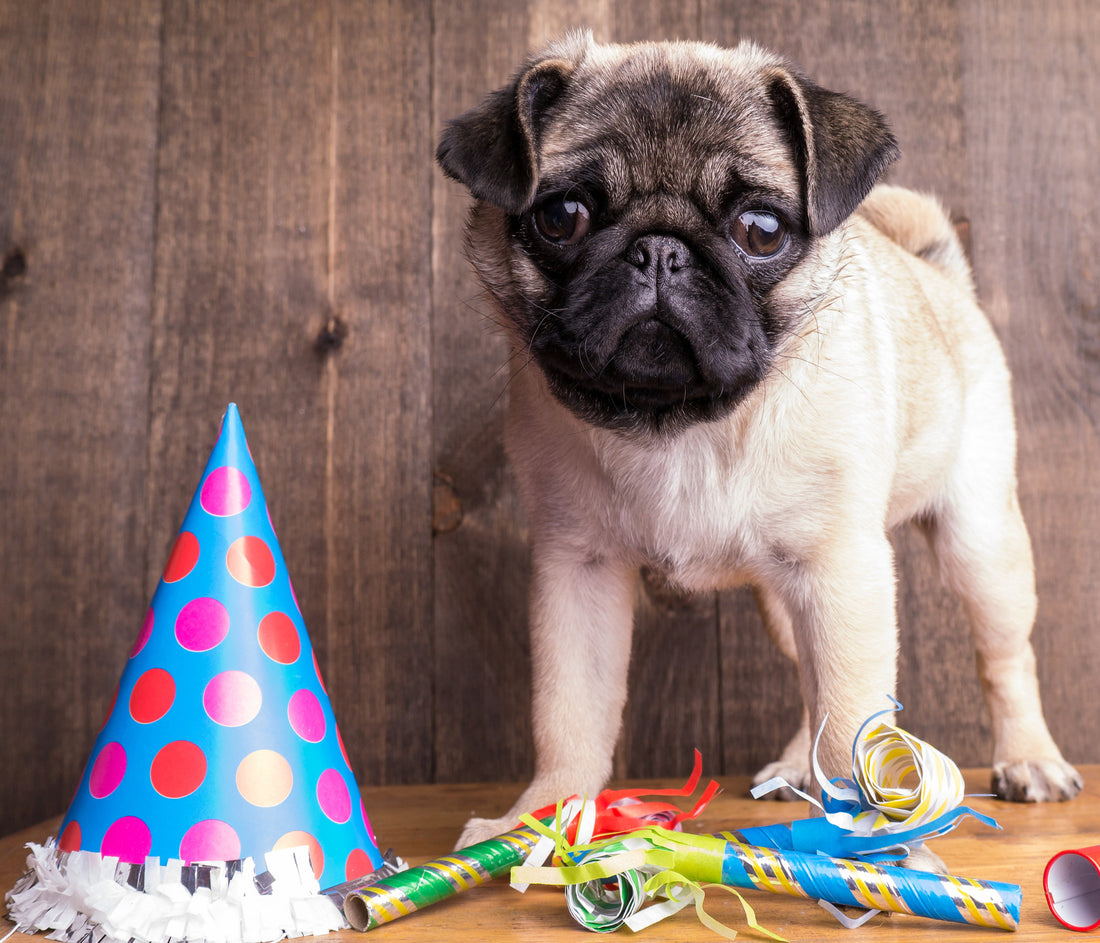 Why Americans Love Celebrating Their Dog's Birthday