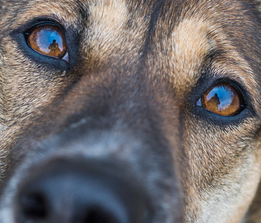 Why We Can't Resist Puppy Dog Eyes