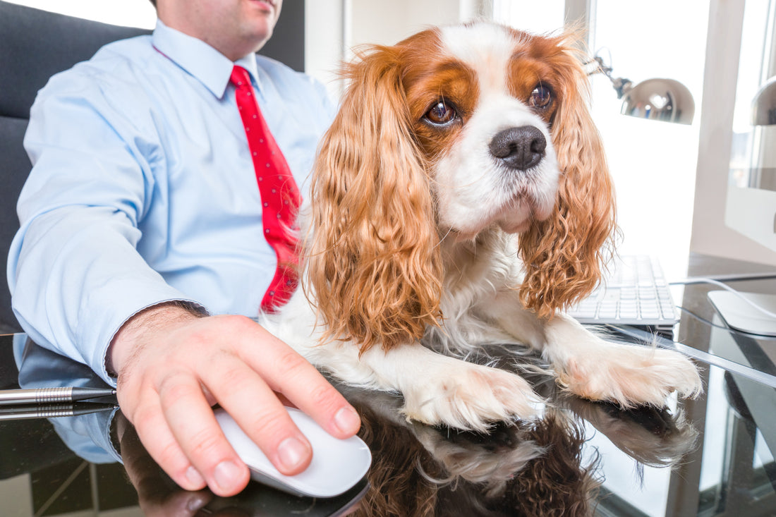 take your dog to work day