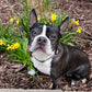 Bostons in Bloom - Boston Terrier Meet-up Registration