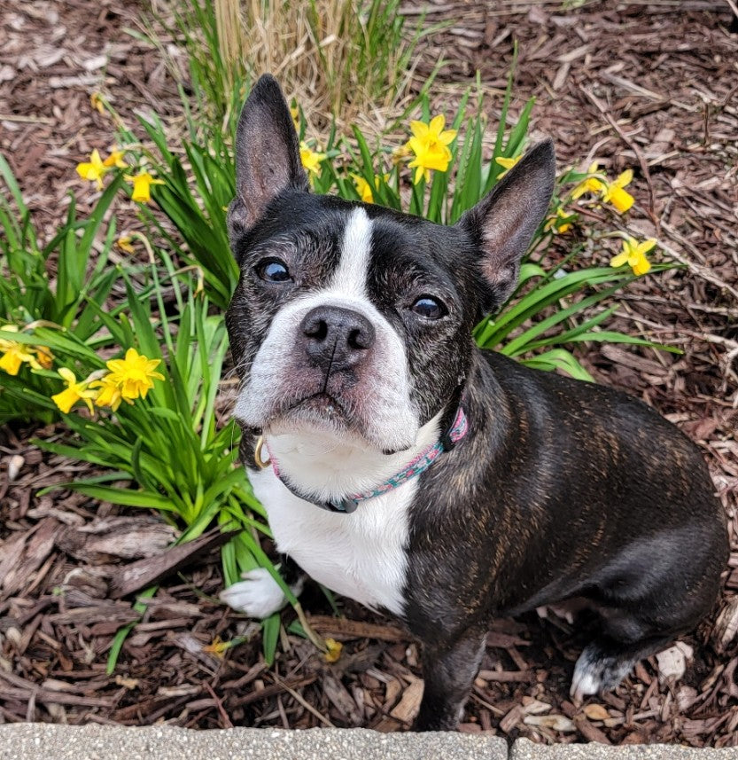 Bostons in Bloom - Boston Terrier Meet-up Registration