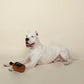 Yappy Hour Wet Nose Whiskey Dog Toy