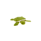 Fluff & Tuff Esmeralda Turtle