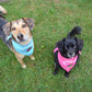 Birthday Bandanas - Limited Sizes!