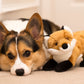 Fluff & Tuff Hendrix Fox